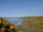 SX05112 Yellow gorse (Ulex europaeus) on hill side and cliffs.jpg